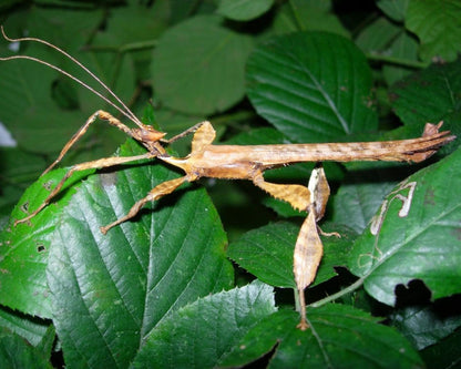 Phasme Scorpion ou à tiare - Extatosoma tiaratum