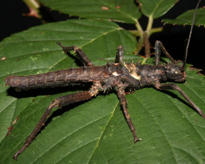 Phasme - Haaniella dehaanii