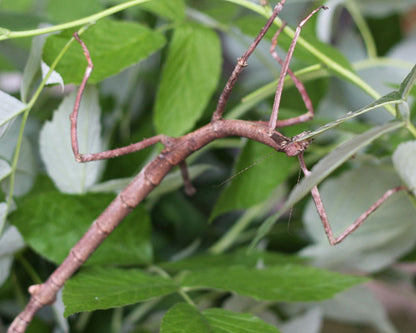 Insetto stecco - Tirachoidea jianfenglingensis