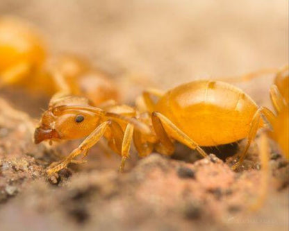 Vente fourmis Lasius flavius