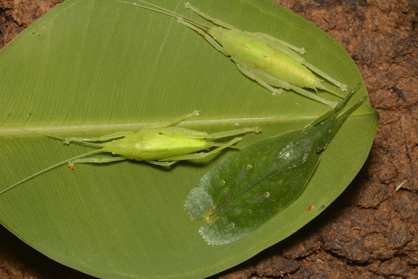 Sauterelle - Phyllomimus sp en vente sur Linsecterie.com – L'insecterie