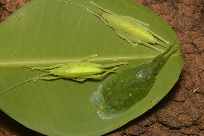 Saltamontes - Phyllomimus sp truncatus