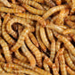 Élever vos insectes en classe - Les vers de farine