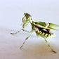 Mantis hoja - Creobroter gemmatus