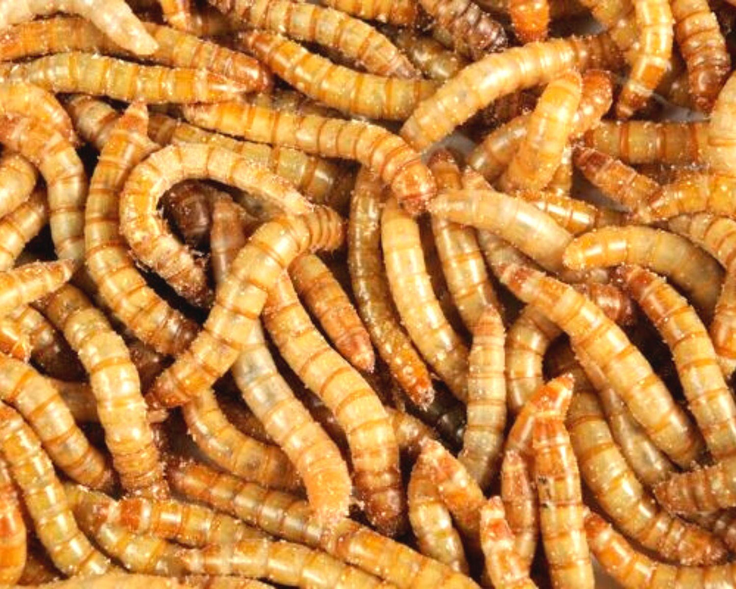 Mehlwürmer - Beute für Insekten