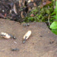 Ameisen - Formica lemani