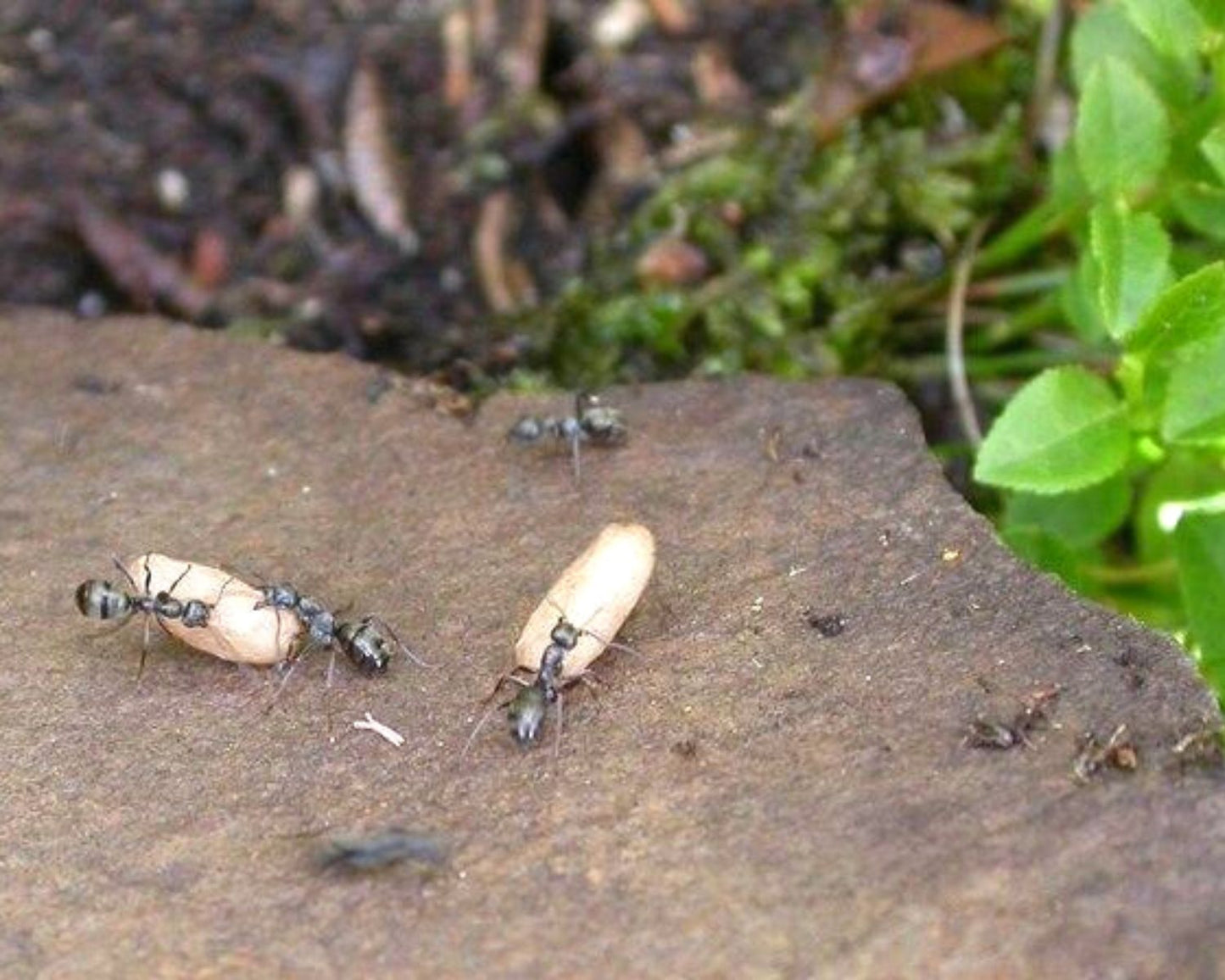Hormigas - Formica lemani