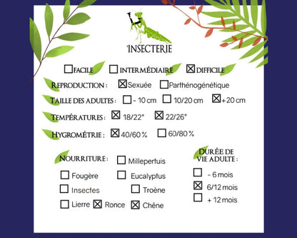 Fásmidos - Achrioptera manga (Achrioptera fallax)