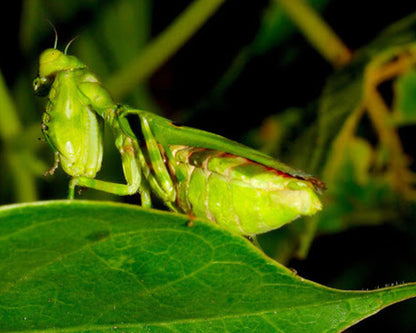 Mantis - Acontista mexicana
