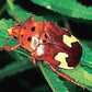 Rosenkäfer - Anisorrhina flavomaculata