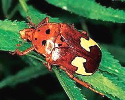 Anisorrhina flavomaculata