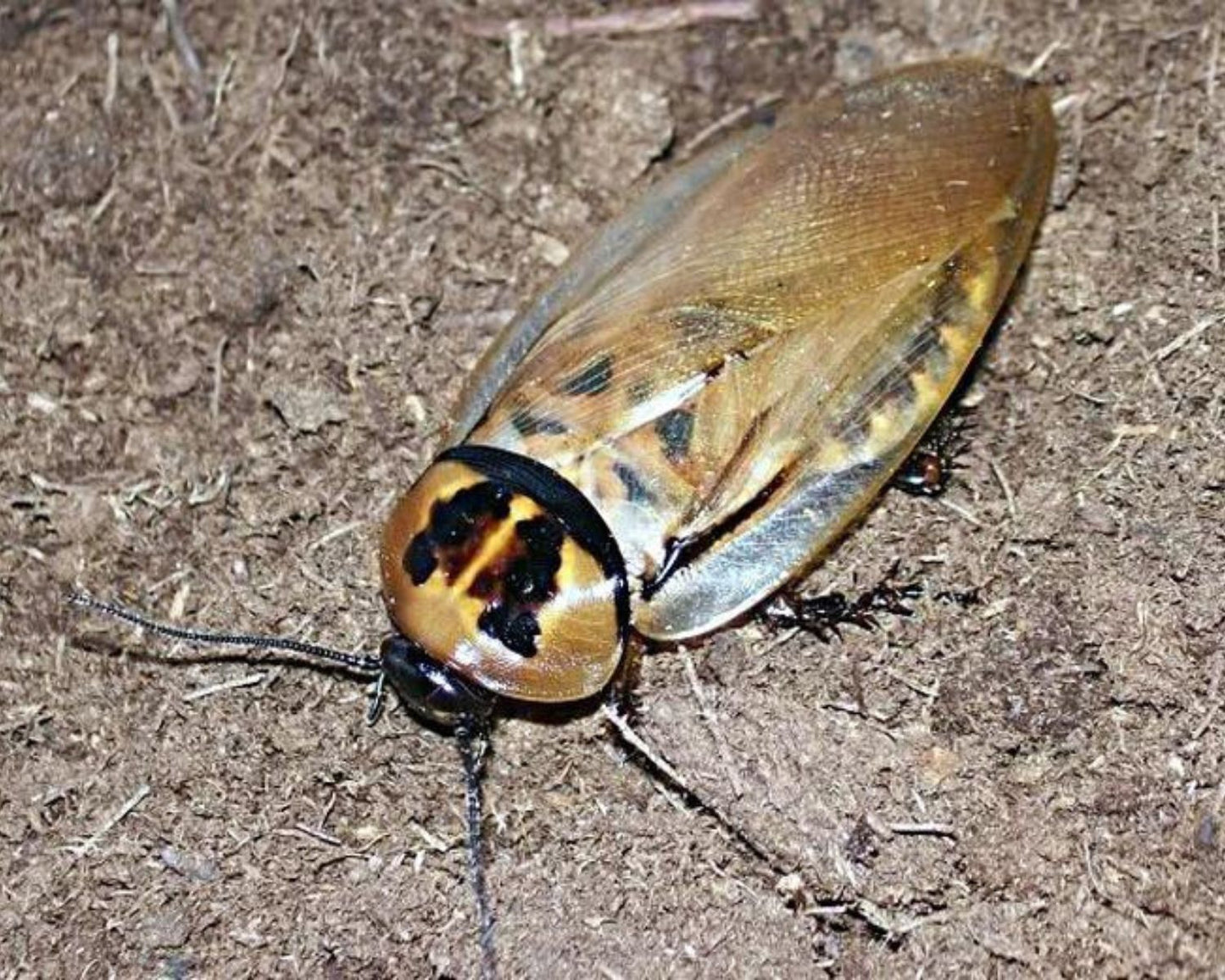 Cucarachas - Eublaberus Distanti 