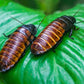 Cucaracha - Gromphadorhina portentosa