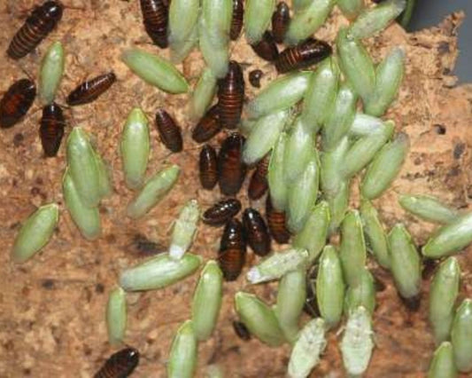 Blattes - Panchlora nivea