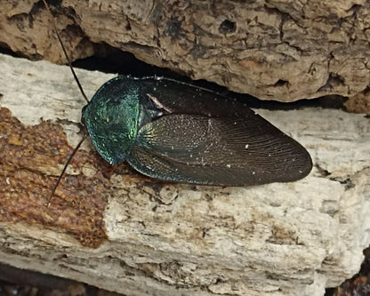 Cucarachas - Pseudoglomeris Magnifica