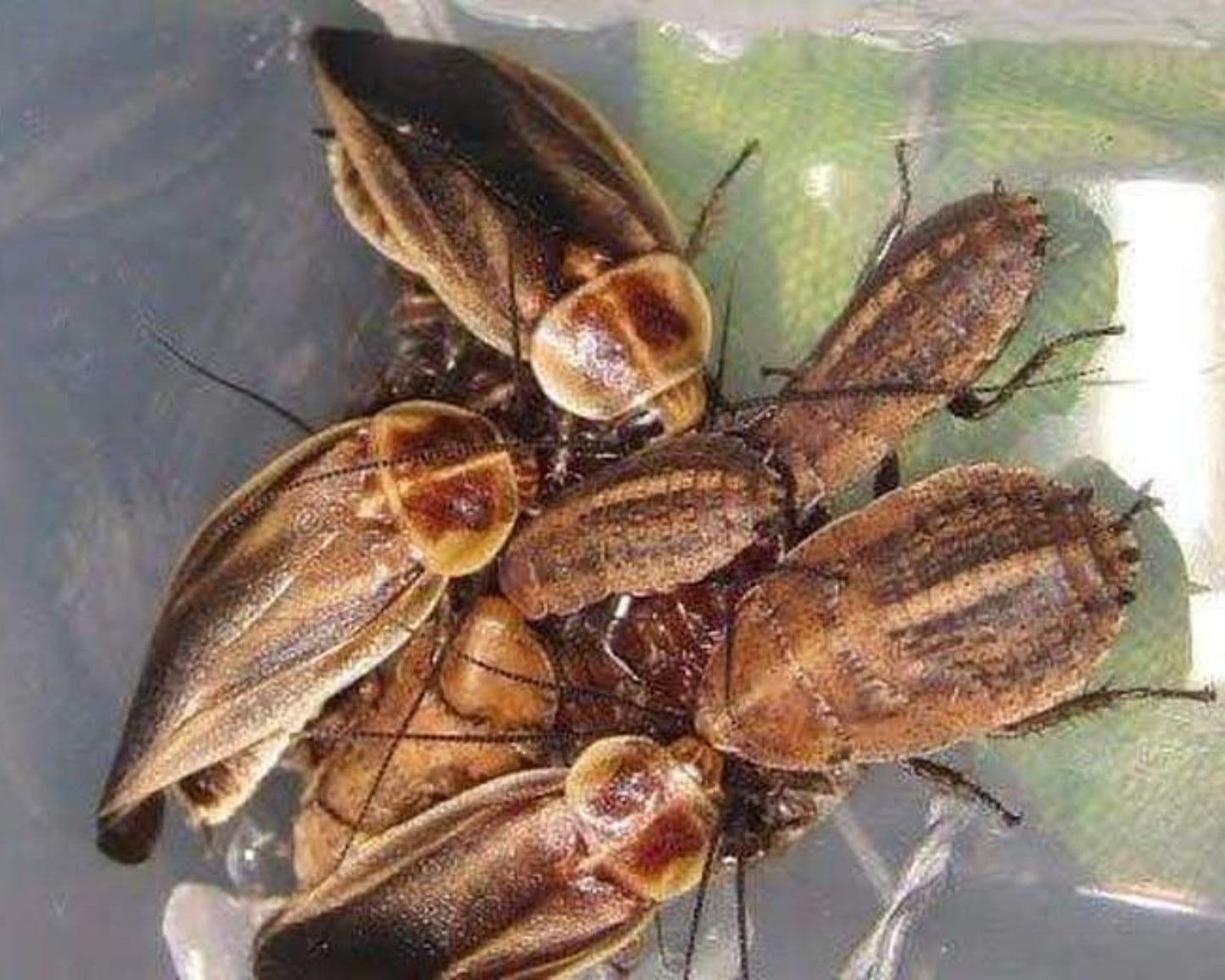 Cucarachas - Schultesia lampyridiformis