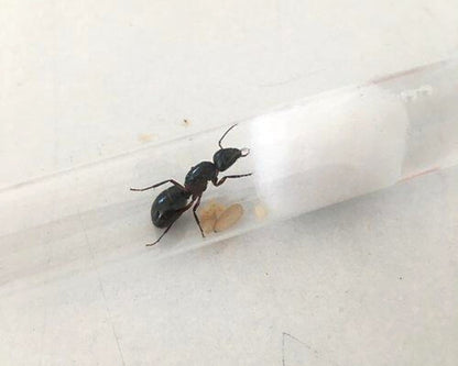 Elever Camponotus herculeanus chez soi