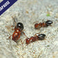 Fourmis - Camponotus lateralis