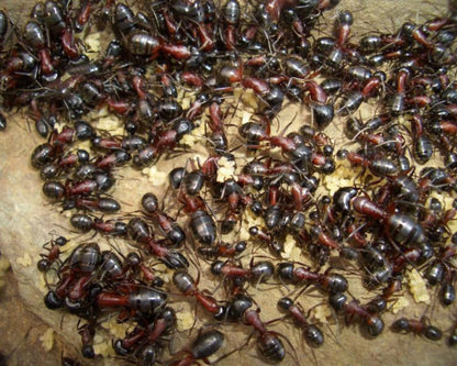 Fourmis Camponotus ligniperda