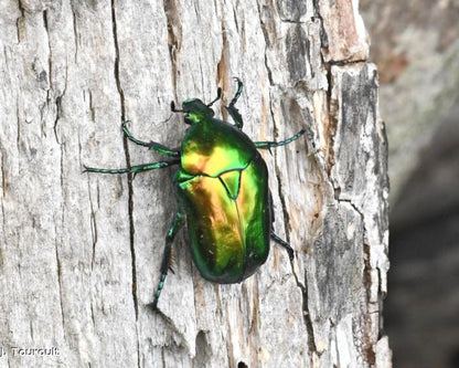 Cetonia - Cetonischema Aeruginosa
