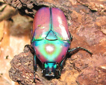 Cetonia - Chlorocala africana oertzeni