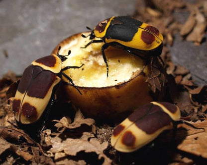 Cetonia - Pachnoda marginata peregrina