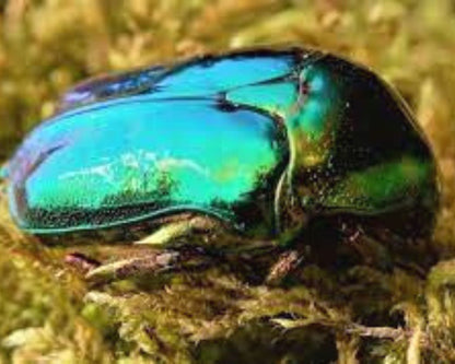 Cetonia Protaetia Himalayana