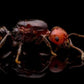 Hormigas - Crematogaster scutellaris