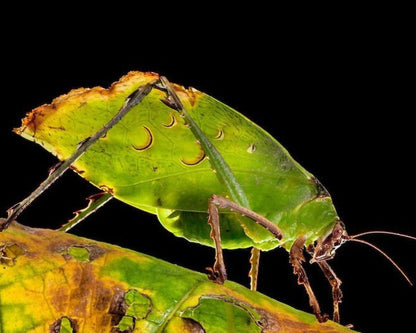 Saltamontes - Ancylecha fenestrata