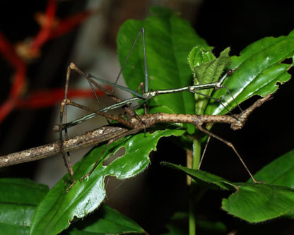 Heuschrecke - Proscopia scabra