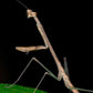 Mantis - Euchomenella heteroptera 