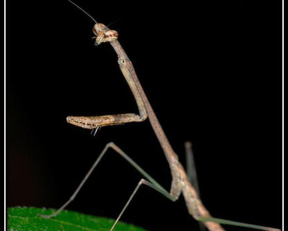 Mante - Euchomenella heteroptera