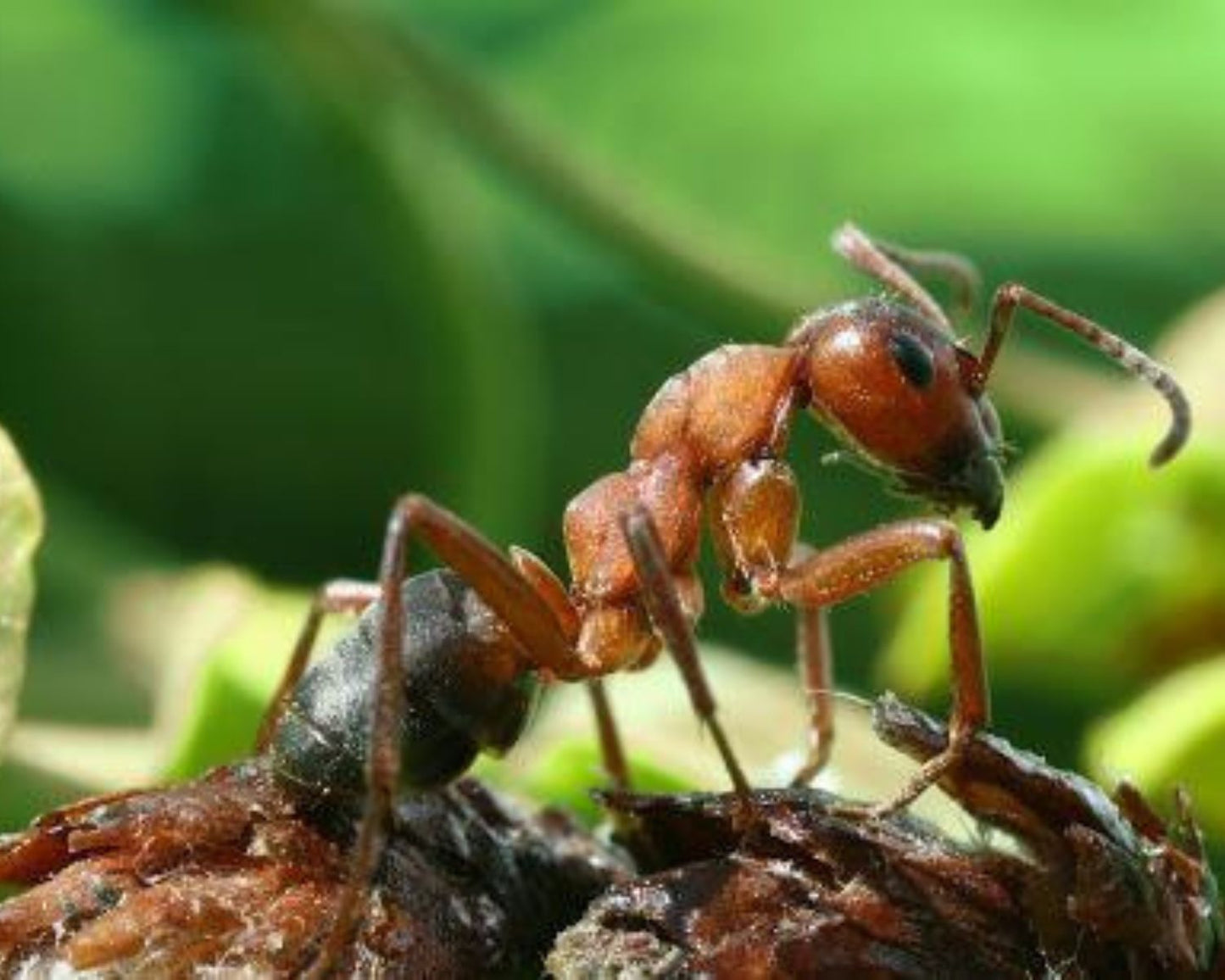 Ameisen - Formica rufibarbis