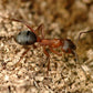Hormigas - Formica sanguinea