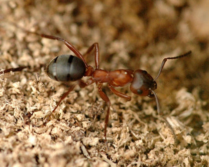 Formica sanguinea pour amateur de myrmécologie