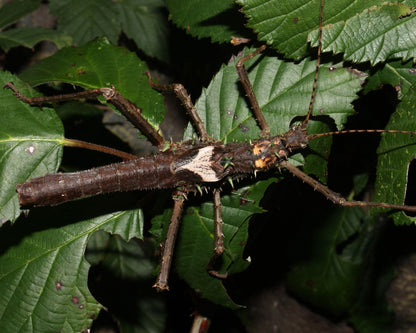 Fásmido - Haaniella echinata