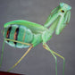 Mantis - Hierodula membranacea
