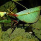 Mantis - Pseudoxyops perpulchra