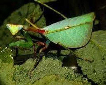 Mantis - Pseudoxyops perpulchra