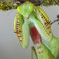 Mantis - Rhombodera sp (Tailandia)