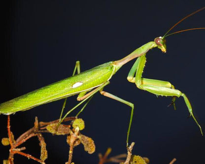Mantis - Sphodromantis sp (Chad)