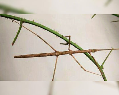 Phasmide - Medauroidea sp
