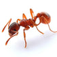 Hormigas - Myrmica rubra