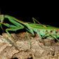 Mantis - Omomantis zebrata