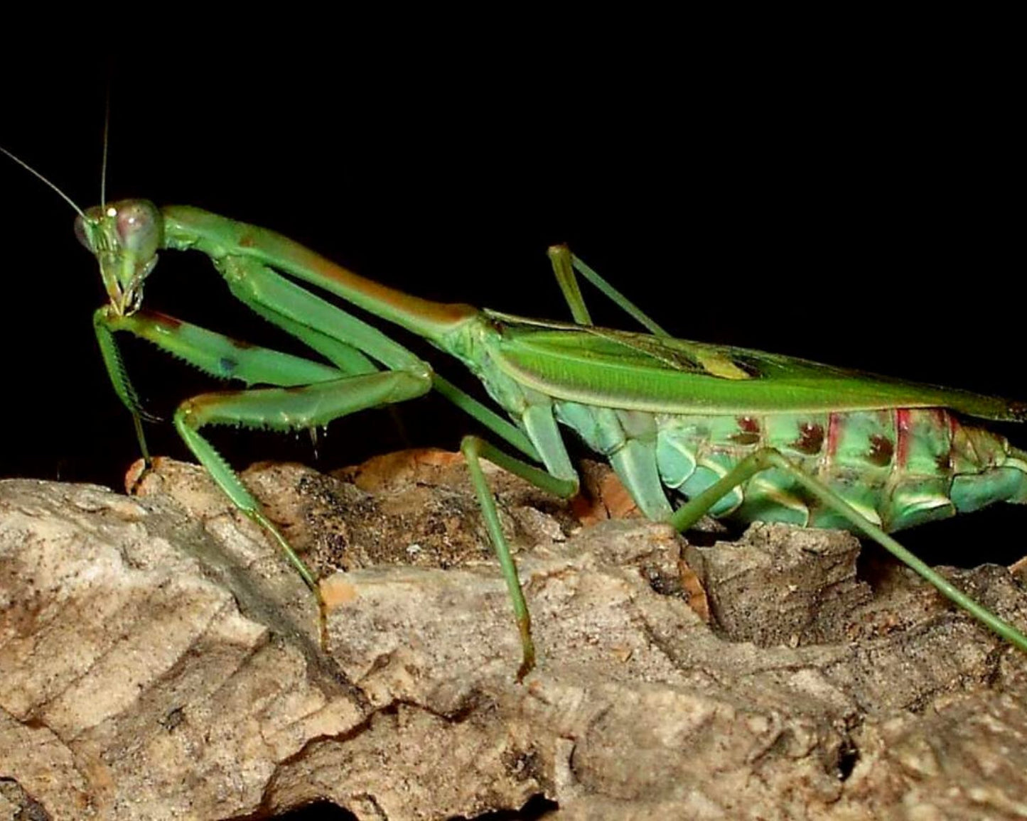 Mantis - Omomantis zebrata
