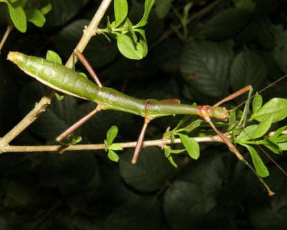 Stabschrecke - Periphetes forcipatus
