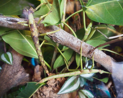 Phasme - Diapherodes jamaicensis "blue Mountains"