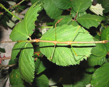 Stabschrecke - Lonchodiodes samarensis