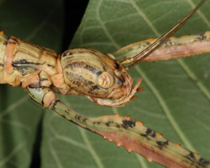 Phasme - Anchiale briareus