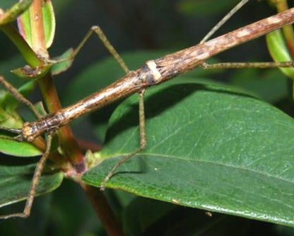 Insecto palo - Asystata sp "Quezon"